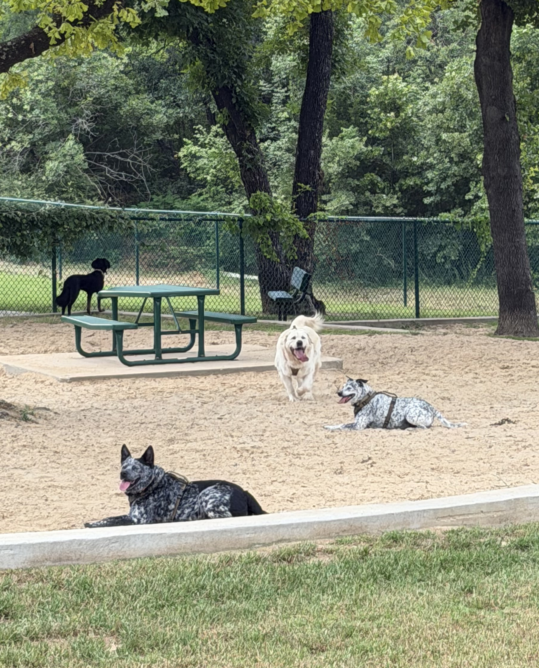 Dogs At The Dog Park In Denton, Texas