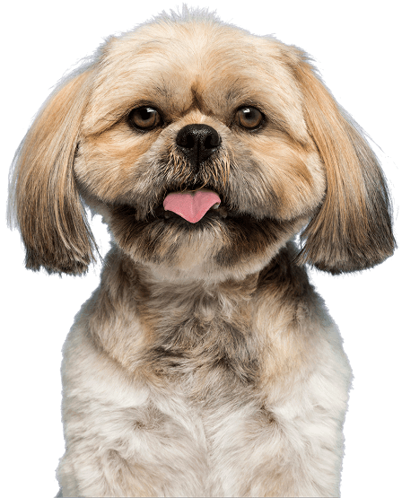 Dog Walking Service In Denton, Texas